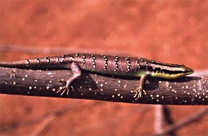 <i>Dasia</i> (genus) Genus of lizards