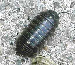 ArmadillidiumVulgare.jpg