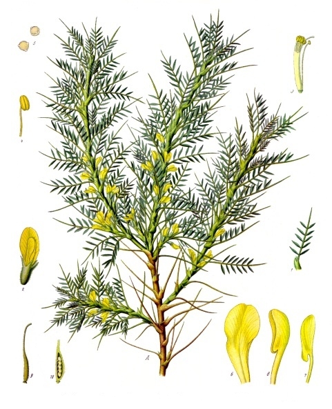 Astragalus brachycalyx - Köhler–s Medizinal-Pflanzen-166