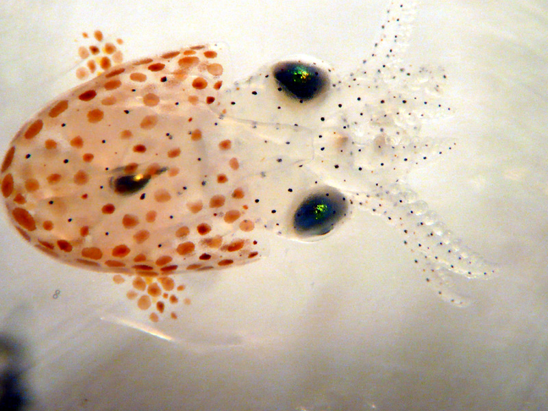 File:Baby Cuttlefish2 (5589806913).jpg