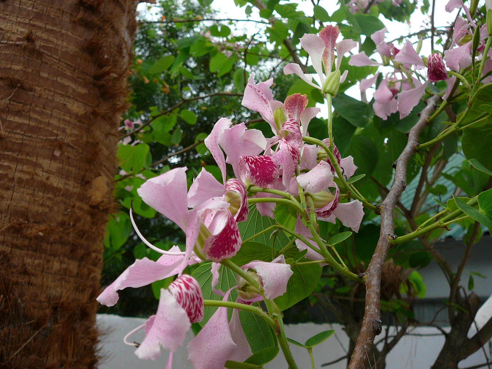 Баухиния орхидейное