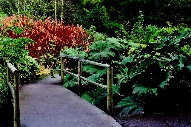 Blarney Castle Grounds - Rock Close footbridge - geograph.org.uk - 1605615