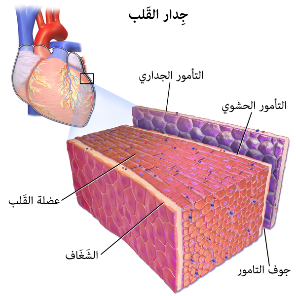 File:Blausen 0470 HeartWall-ar.png