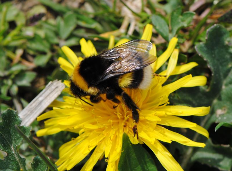 File:Bombus cryptarum.jpg