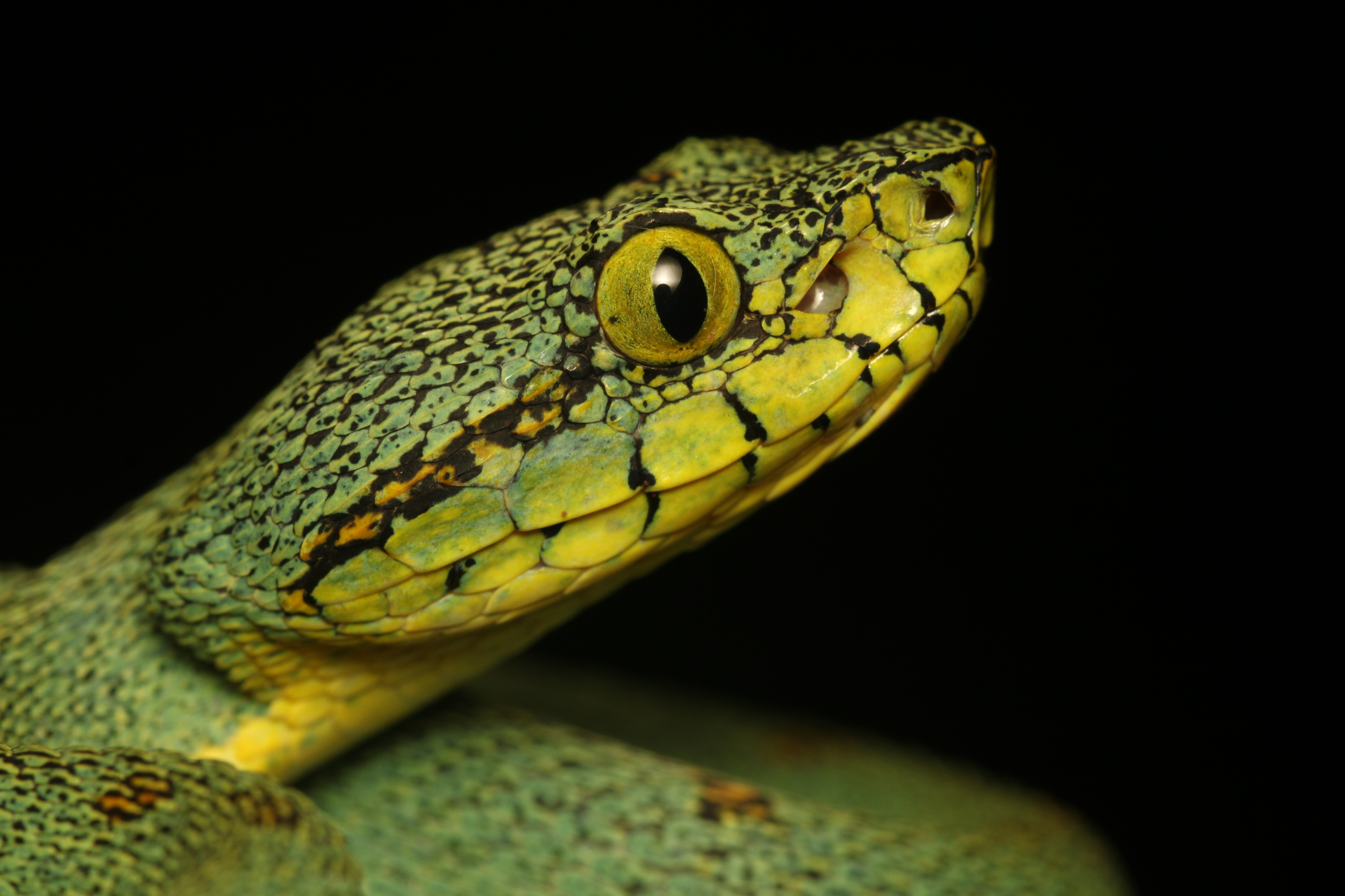 File:Bothrops bilineatus profil.jpg - Wikimedia Commons