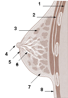 https://upload.wikimedia.org/wikipedia/commons/e/ee/Breast_anatomy_drawing.png