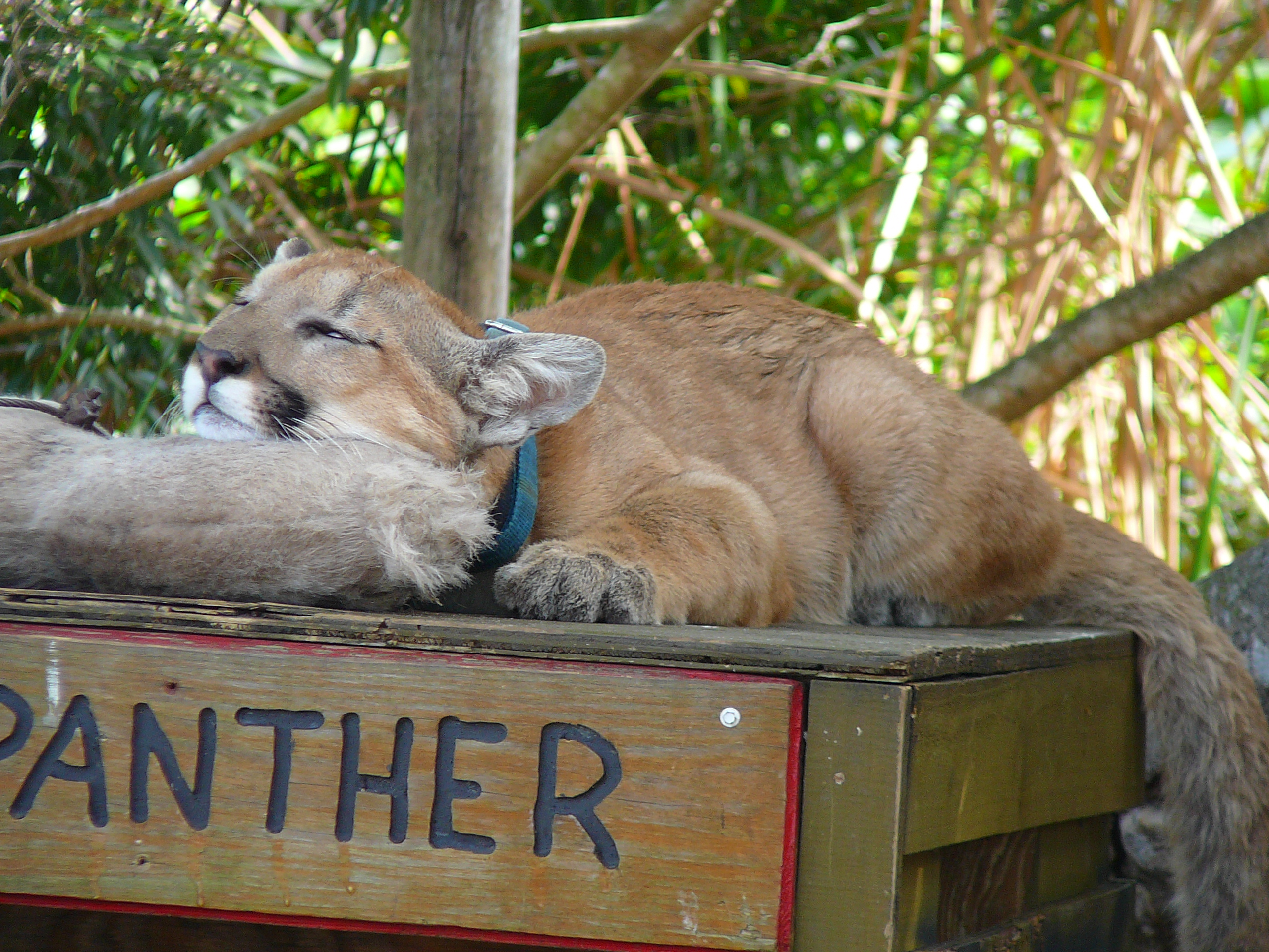 Florida Panthers - Wikipedia