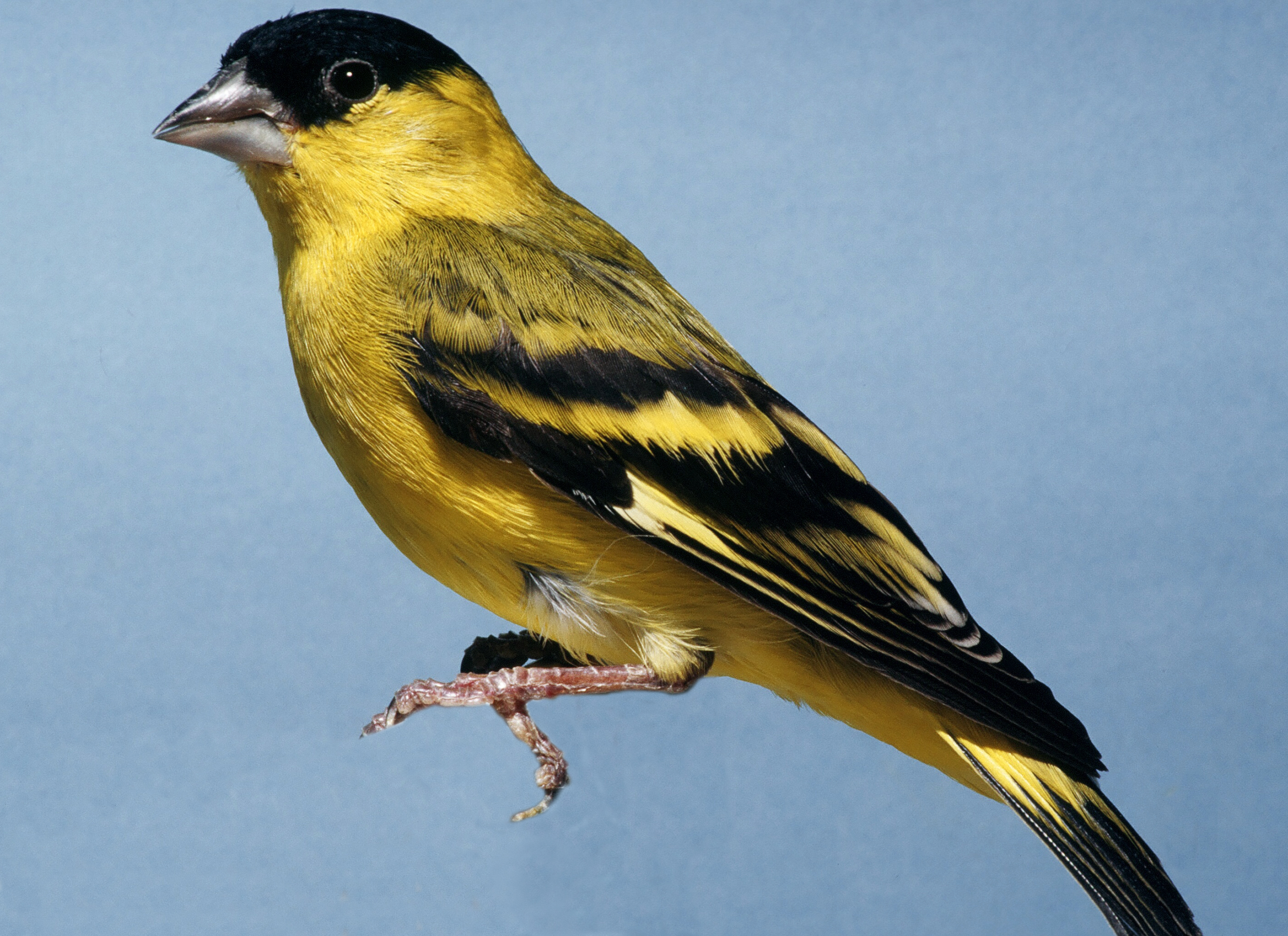 Carduelis yarrellii.JPG