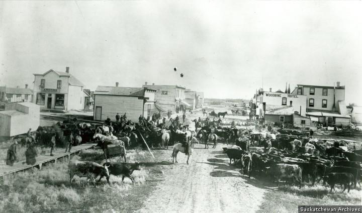 File:Cattle, horses, and sheep were all rounded up for market day in Whitewood, 1904.jpg