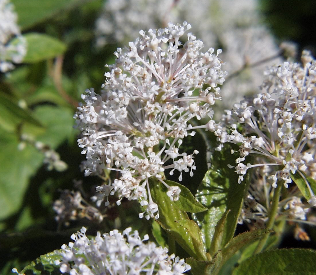 Image of Ceanothus americanus plant