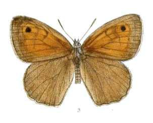 <i>Hyponephele pulchra</i> Species of butterfly