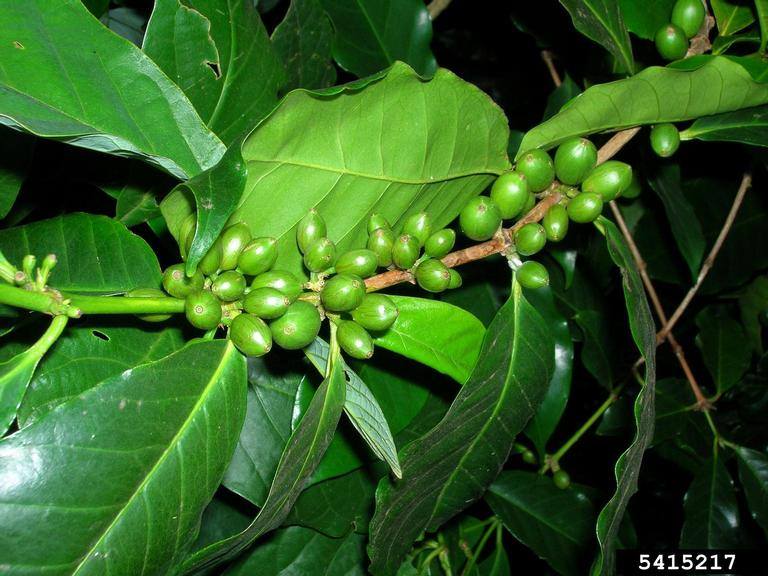 File:Coffea Arabica Healthy Plant Leaves and Berries.jpg