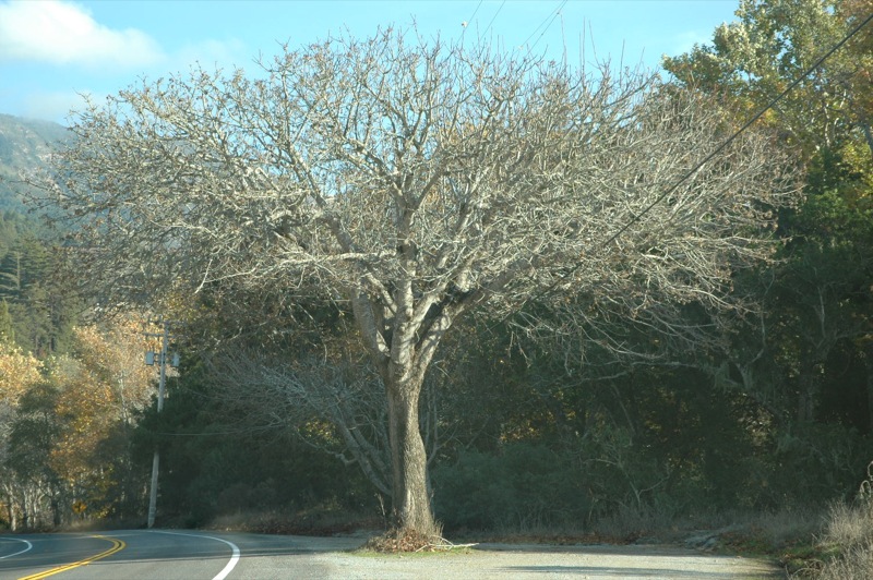 File:Cool Tree.jpg