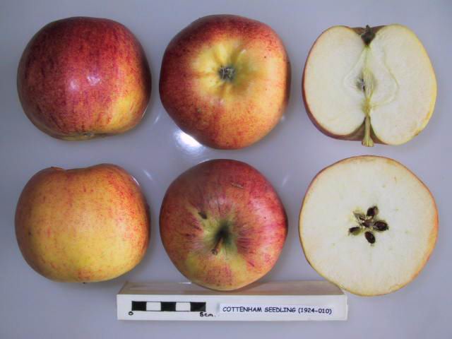 File:Cross section of Cottenham Seedling, National Fruit Collection (acc. 1924-010).jpg