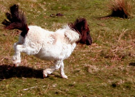File:Dartmoor Ponies having fun cropped.png