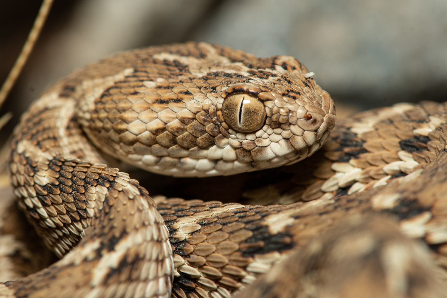 pitless viper snake