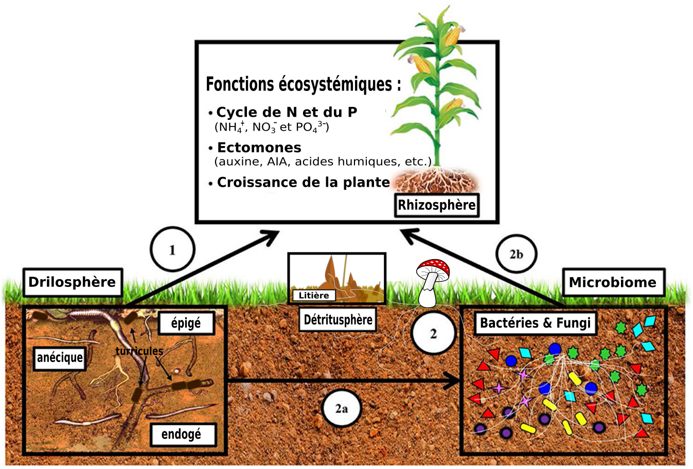 Les bienfaits des lombrics - Gasco NatureGasco Nature