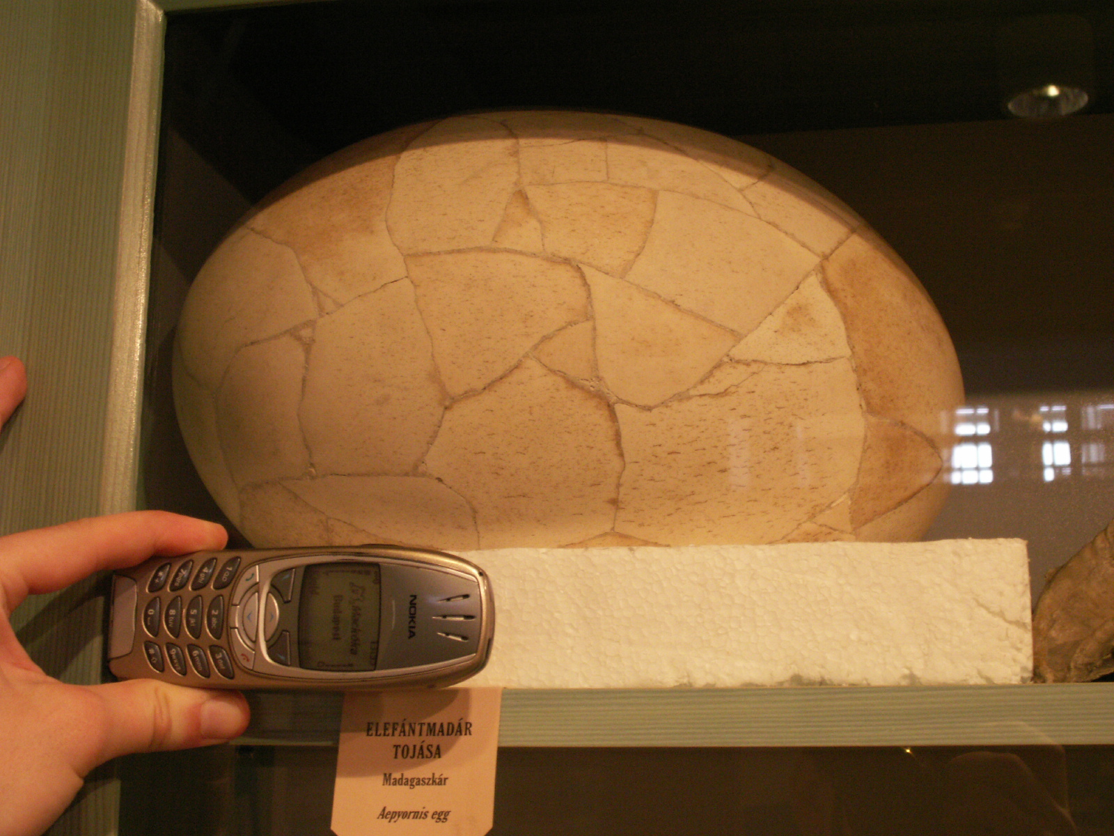 elephant bird egg