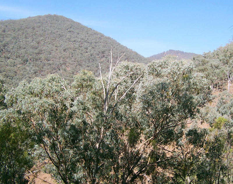 Eucalyptus - Wikipedia