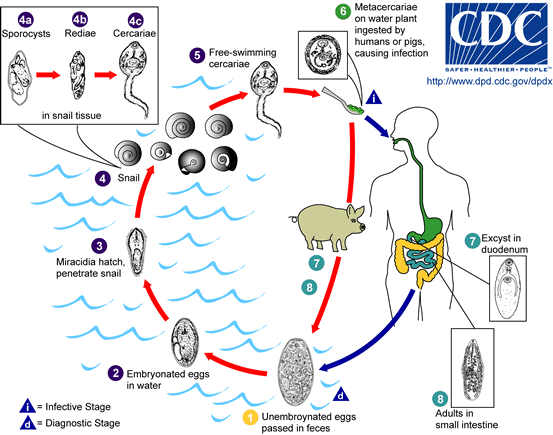 File:Fasciolopsis buski LifeCycle.gif