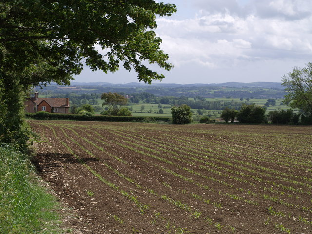 File:Field at Linnets - geograph.org.uk - 438610.jpg