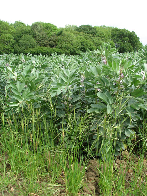 Field beans