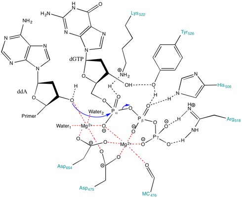 pyrophosphate dna replication