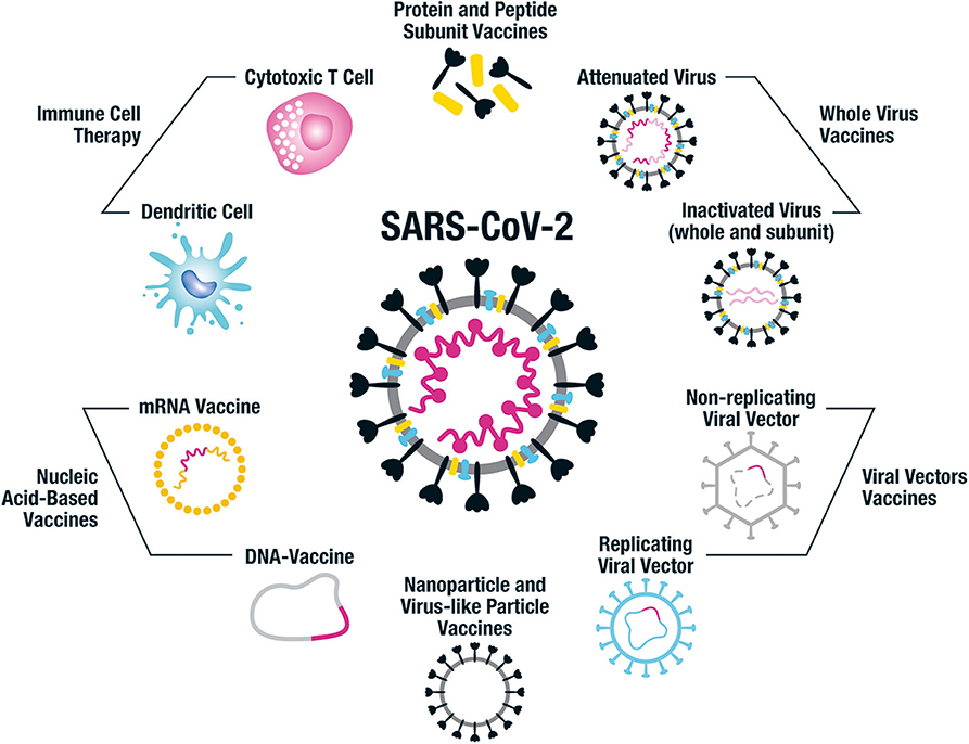 All about the mRNA COVID-19 Vaccines