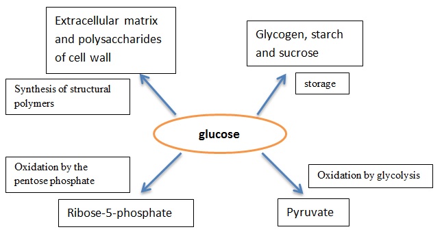 Glucose — Wikipédia