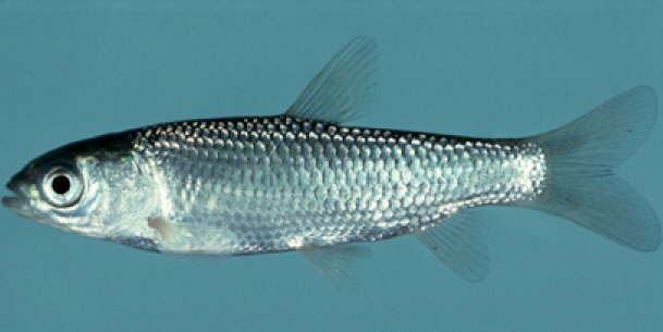 File:Grass-Carp1web.jpg