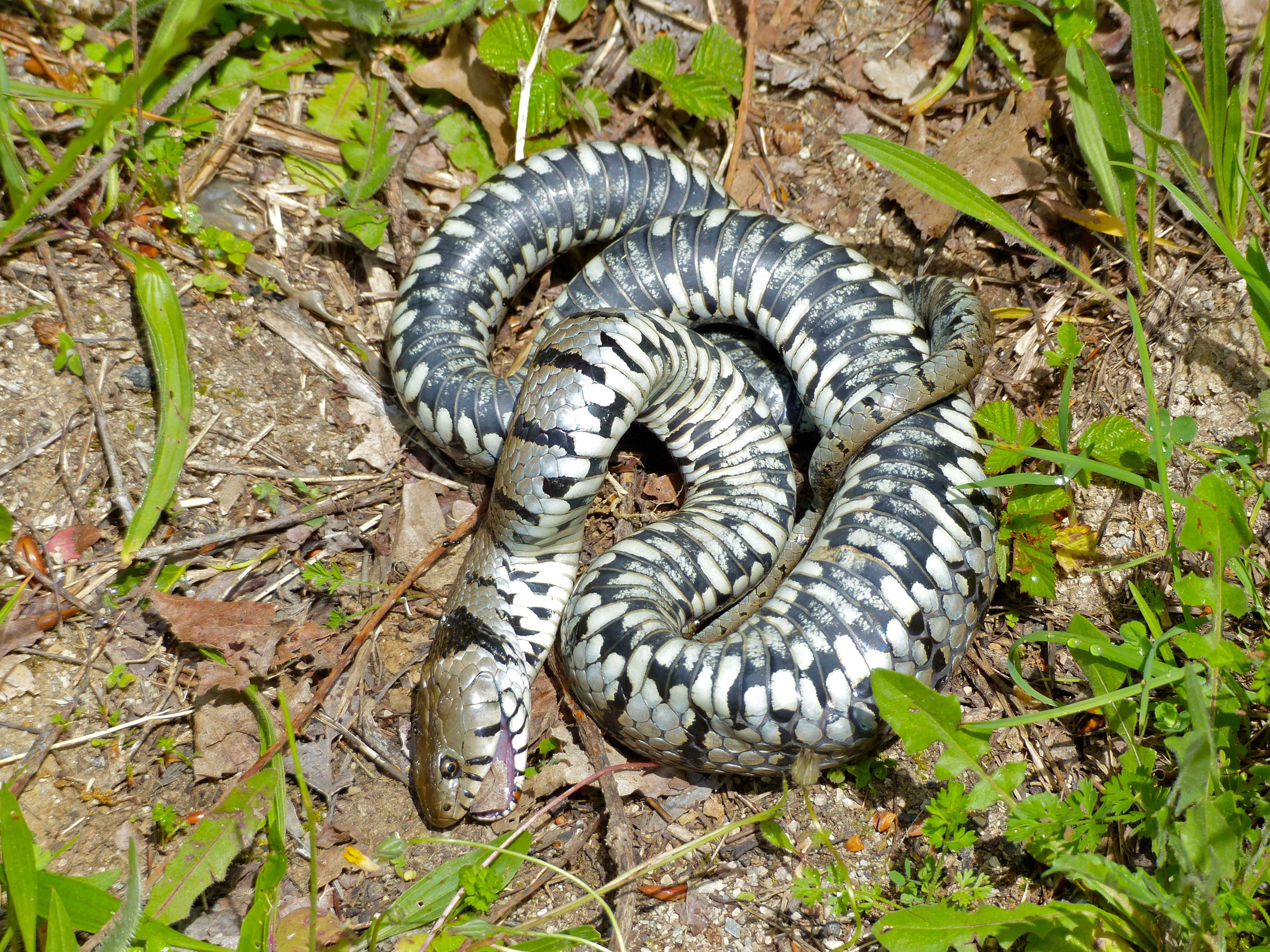 Grass Snake (Natrix natrix helvetica) playing dead (13991854787).jpg