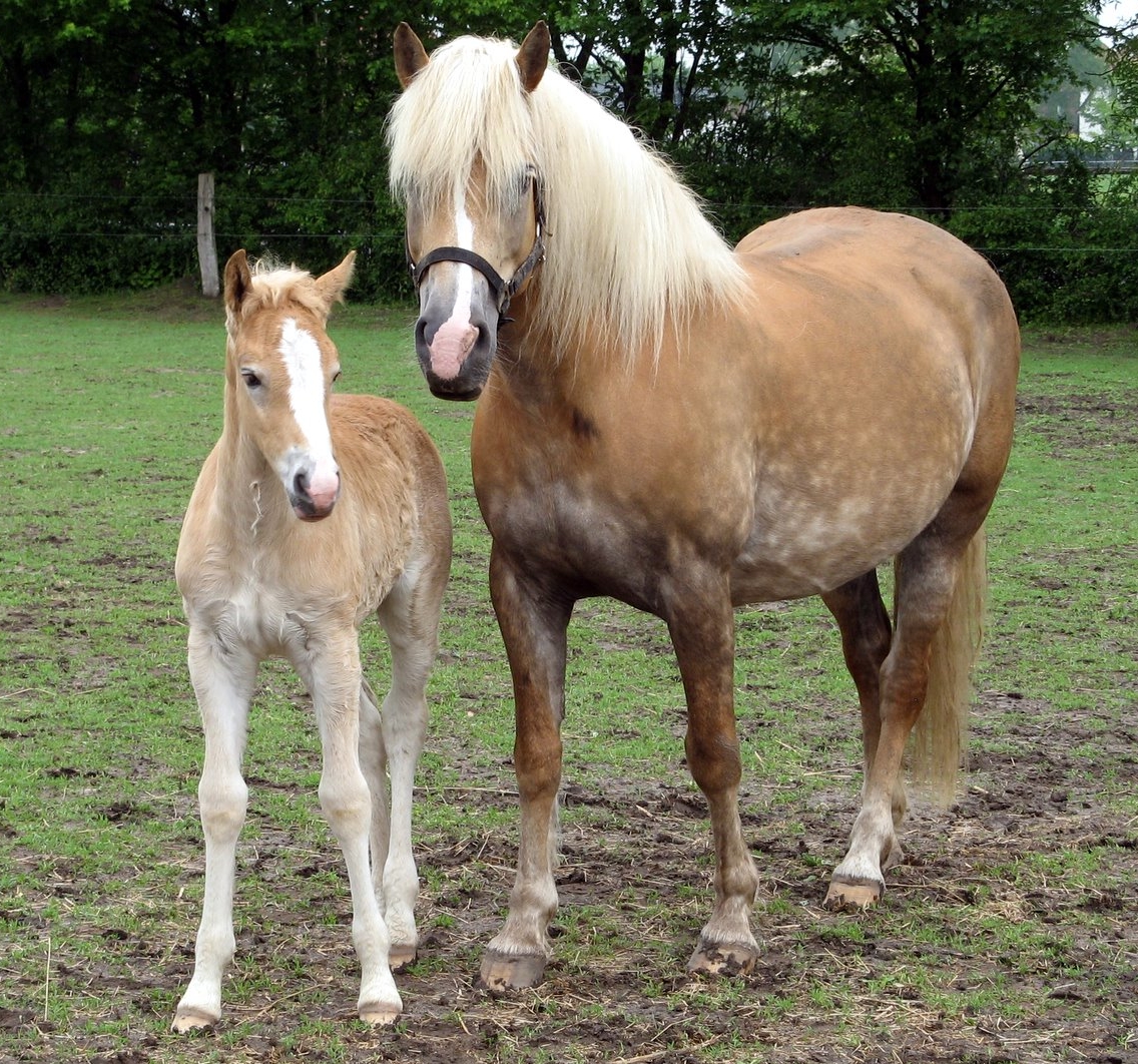 haflinger at