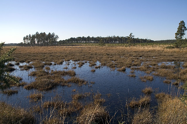 Heathland, Wareham Forest, Dorset - geograph.org.uk - 80707