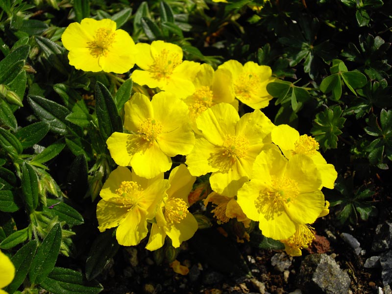 File:Helianthemum nummularium ssp grandiflorum 3.jpg