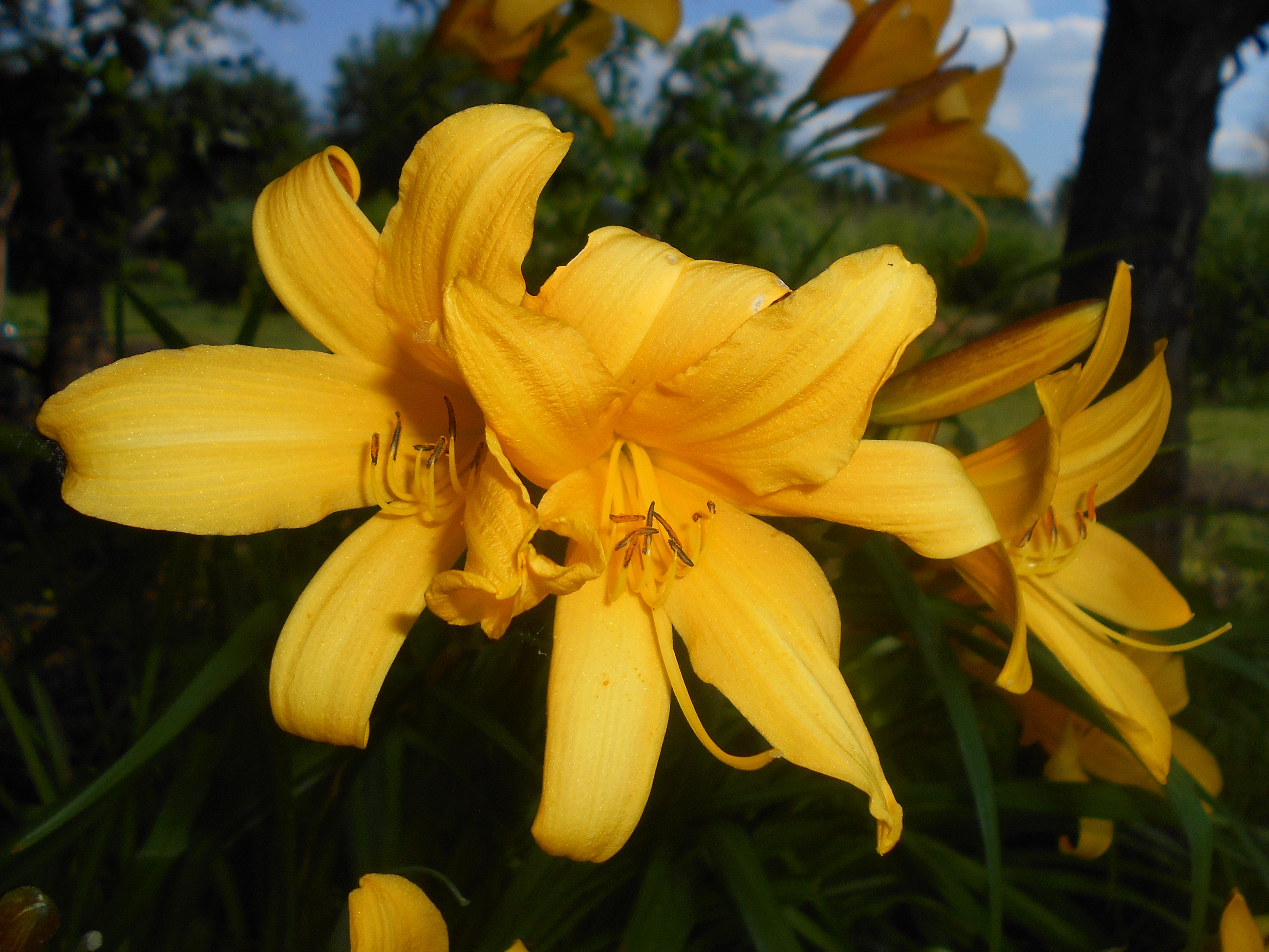 Чем отличается лилия от лилейника. Hemerocallis dumortieri. Лилейник Дюмортье. Hemerocallis 'Aztec Gold'.