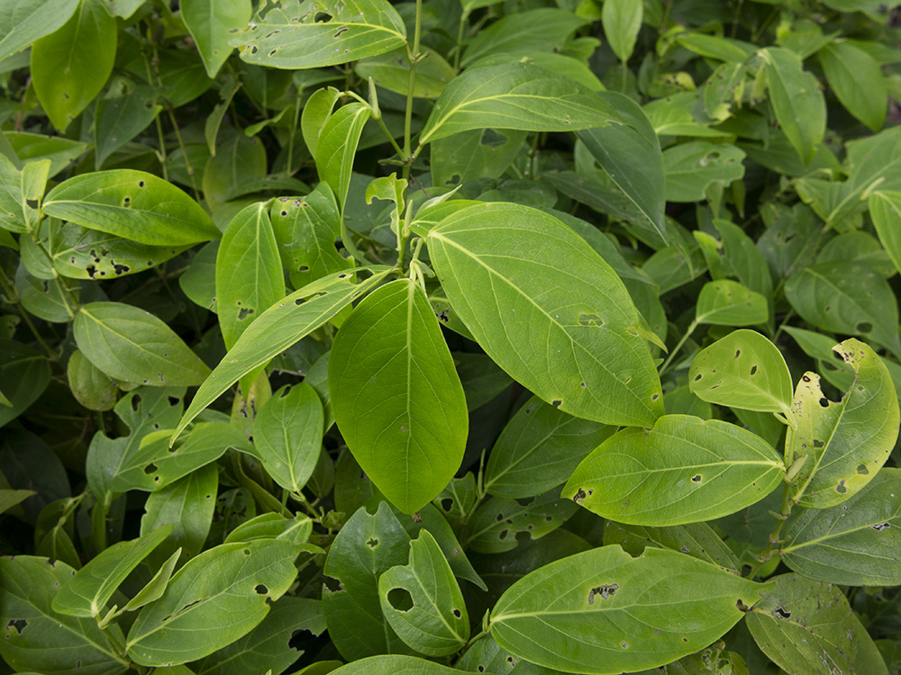 Por qué se ponen amarillas las hojas de las plantas