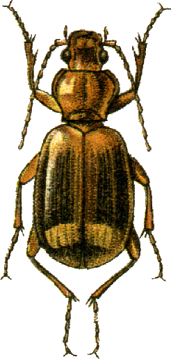 Mnuphorus callistoides