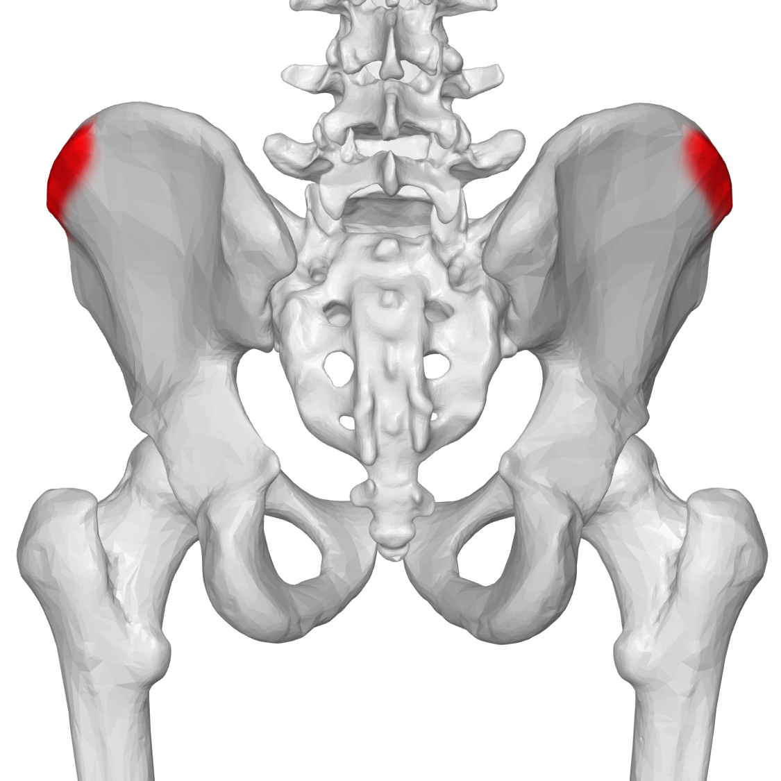 Подвздошная кость болит. Седалищная кость таза. Анатомия седалищной кости таза. Лобковая кость седалищная кость анатомия. Кости таза анатомия подвздошная кость.