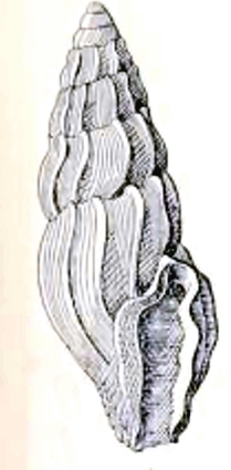 <i>Iredalea macleayi</i> Species of gastropod