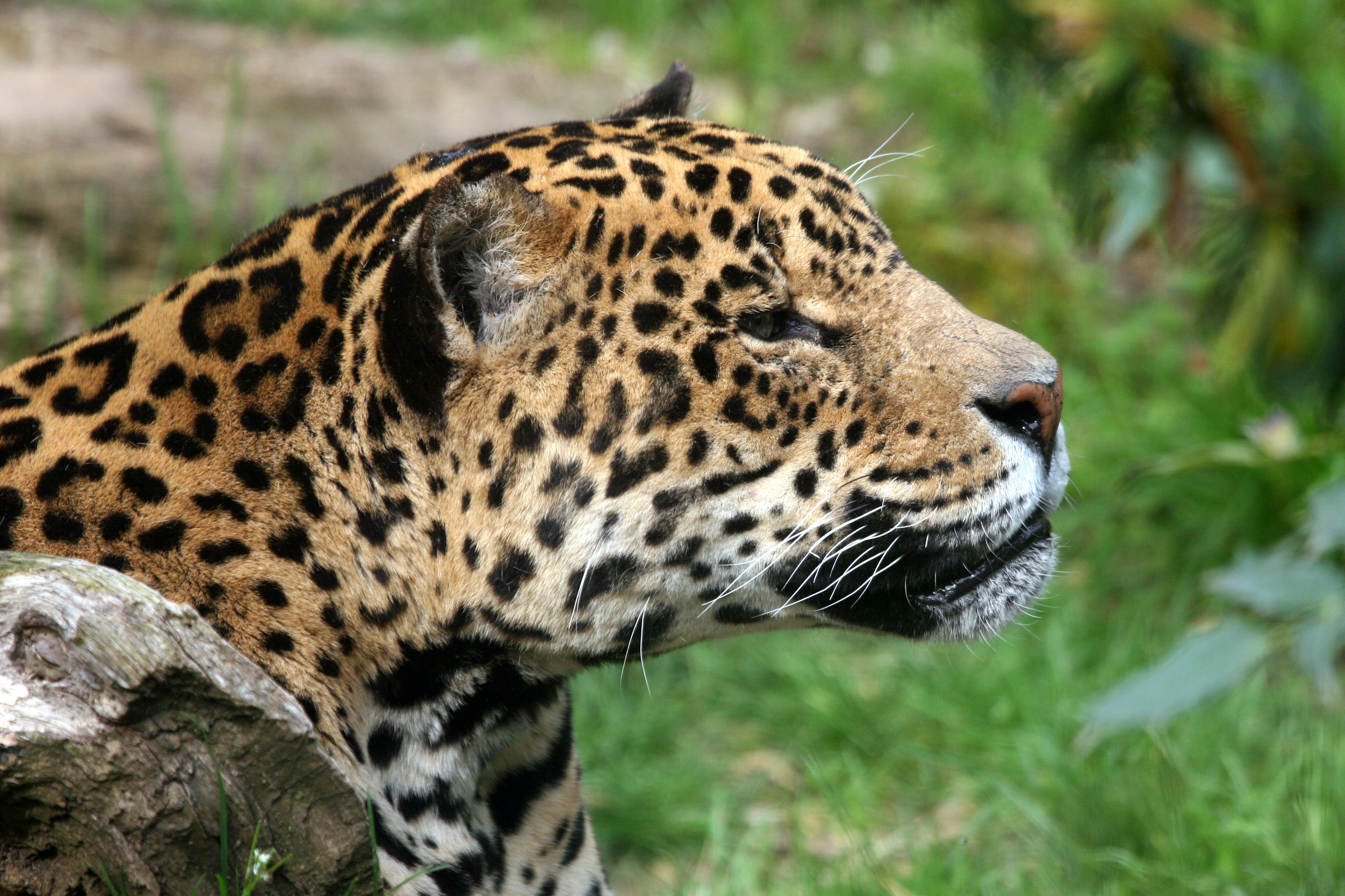 file-jaguar-amneville-jpg-wikimedia-commons