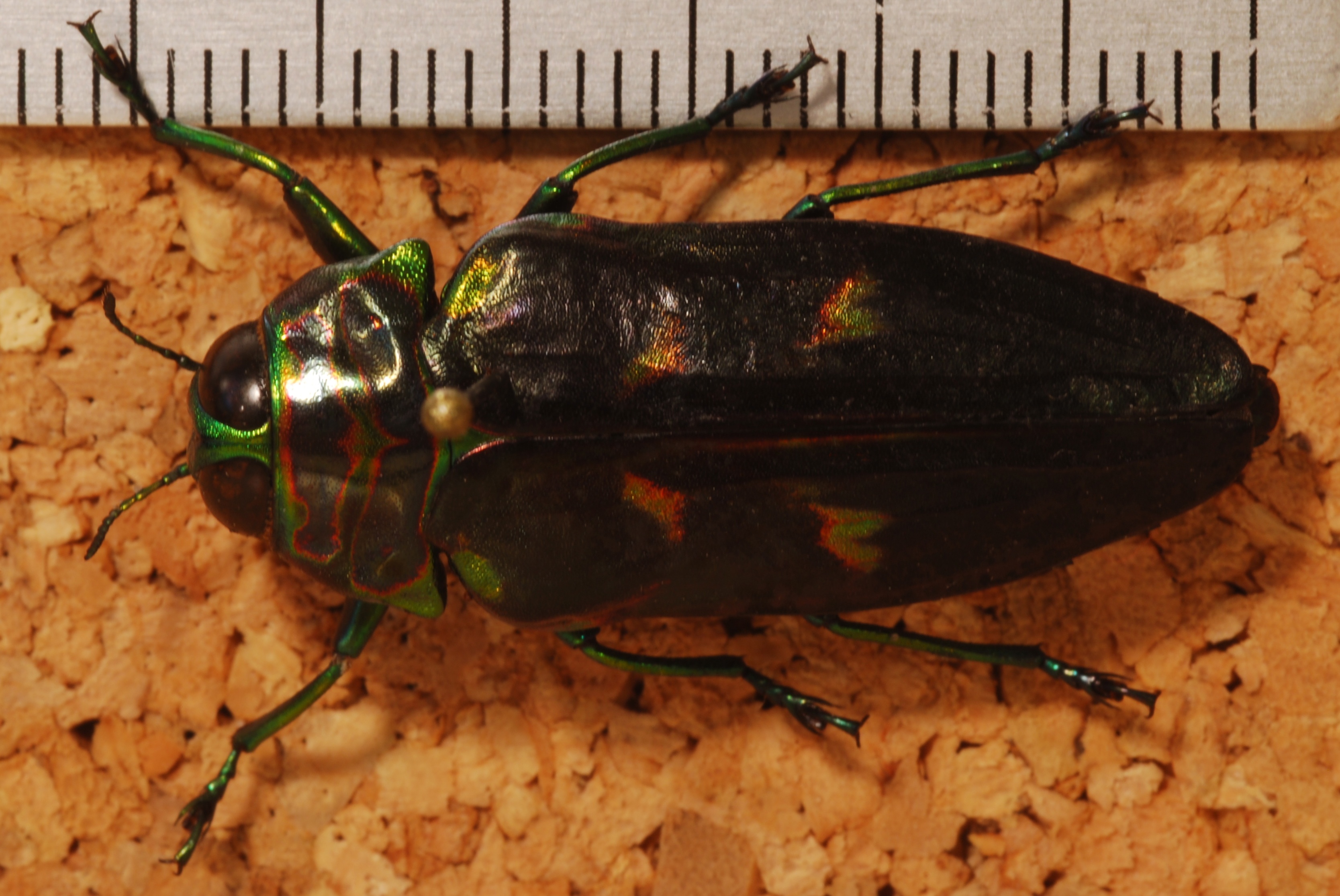 Jewel Beetle (Actenodes sp.) (8271658751).jpg