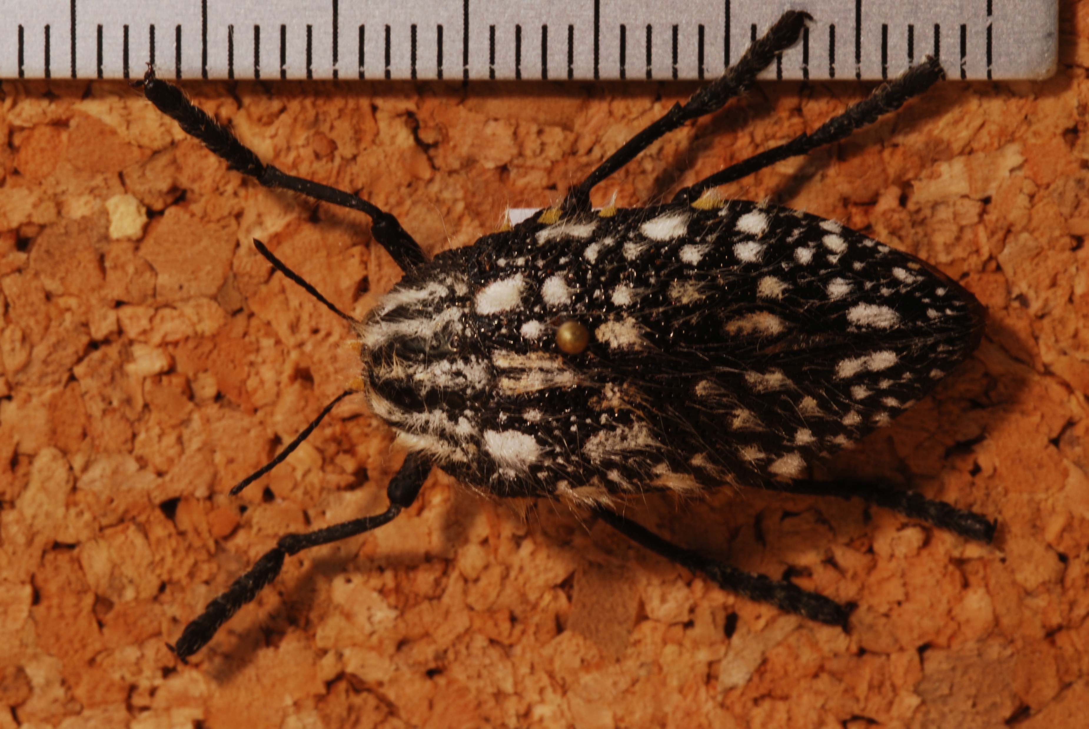 Jewel Beetle (Julodis sulcicollis) (8244076347).jpg