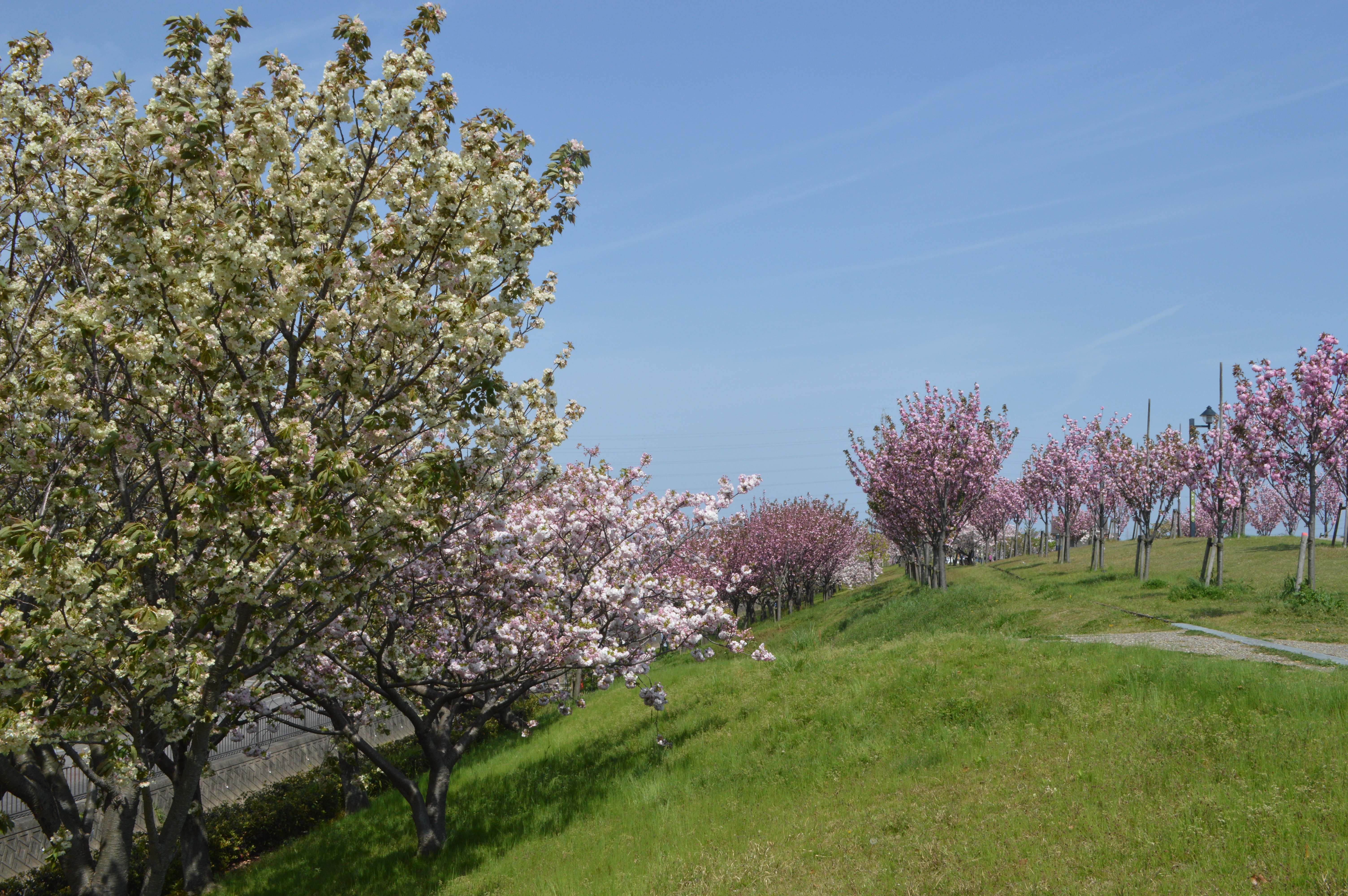 File:Kariya City General Athletic Park cherry blossom ac2.JPG - Wikimedia  Commons