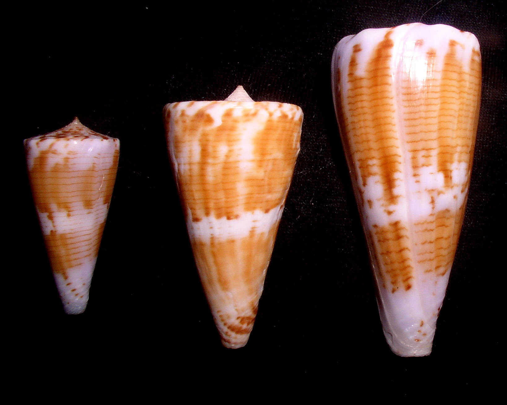 Kioconus voluminalis macarae (f) (5447208832).jpg