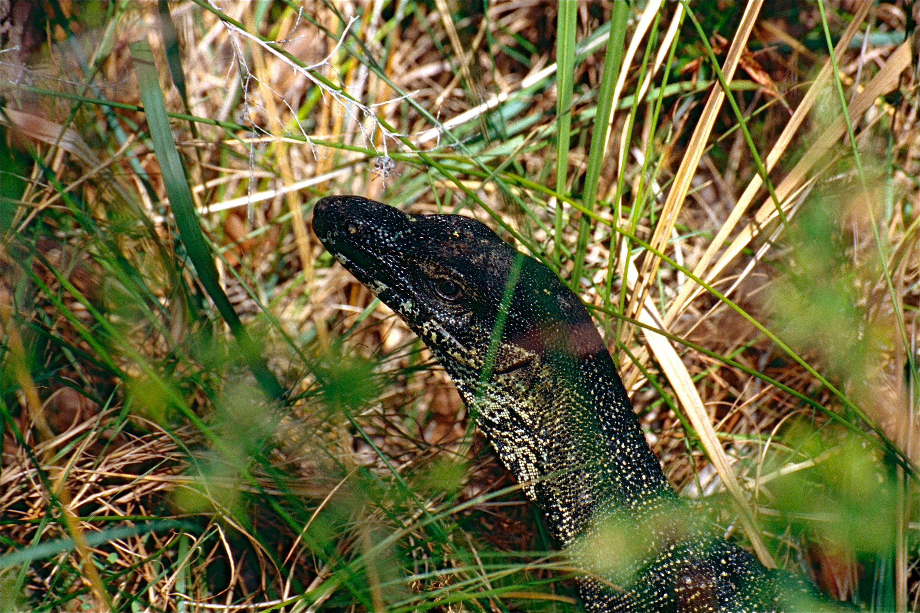 Lace Monitor (Varanus varius) (9952938985).jpg