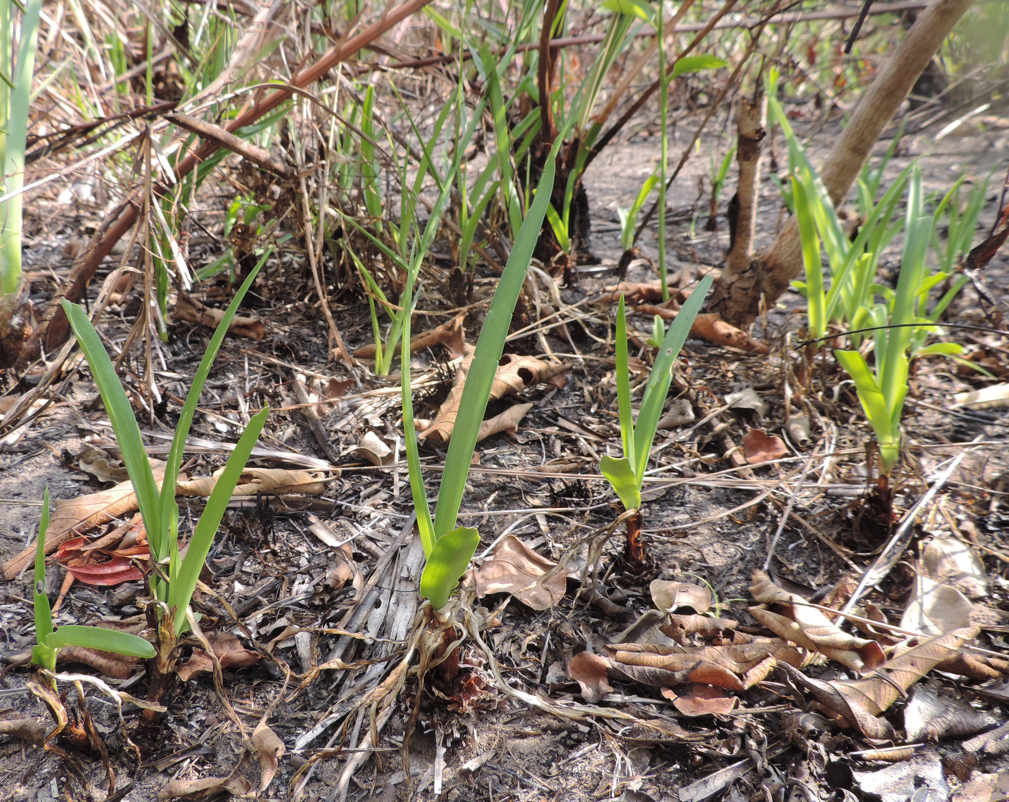 Ledebouria sp. Inhassoro 3 (22529511152).jpg