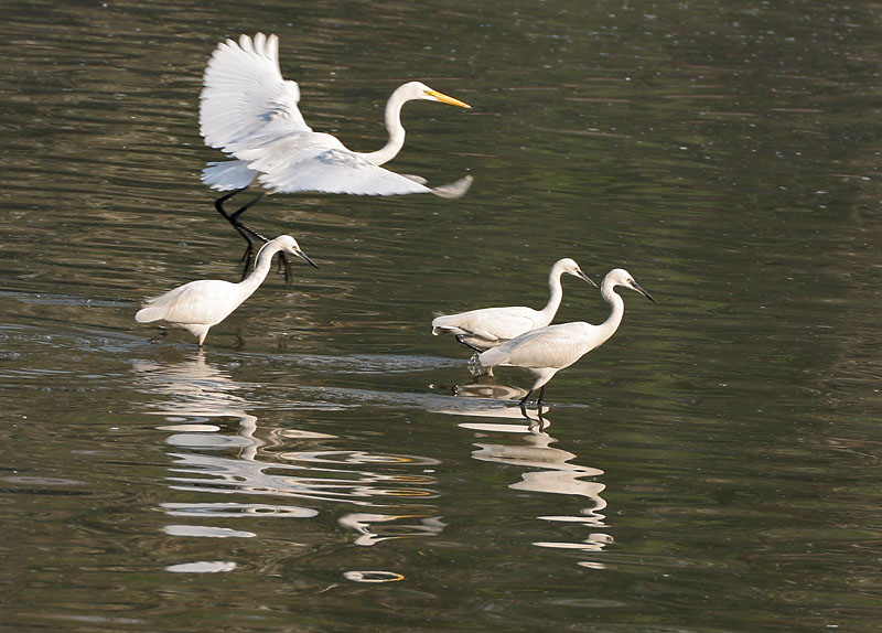 File:Little Egrets (Egretta garzetta) & Great Egret (Casmerodius albus) hunting in Kolkata W IMG 4401.jpg