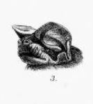 Sierra Leone free-tailed bat Species of bat