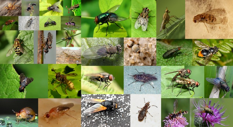 File:Muscomorpha montage.jpg