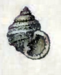 <i>Alcyna lucida</i> Species of gastropod